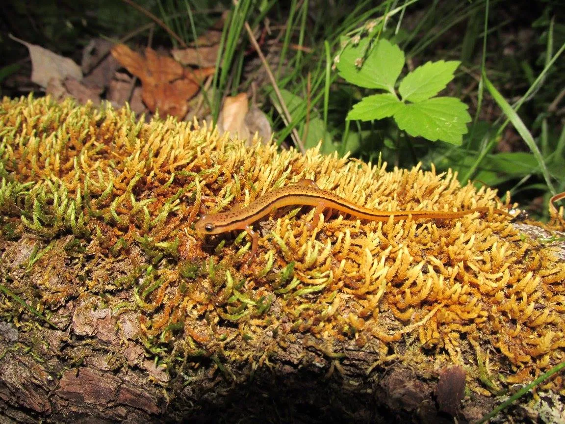 Blue_Ridge_Two_Lined_Salamander_Eurycea_wilderae.jpg
