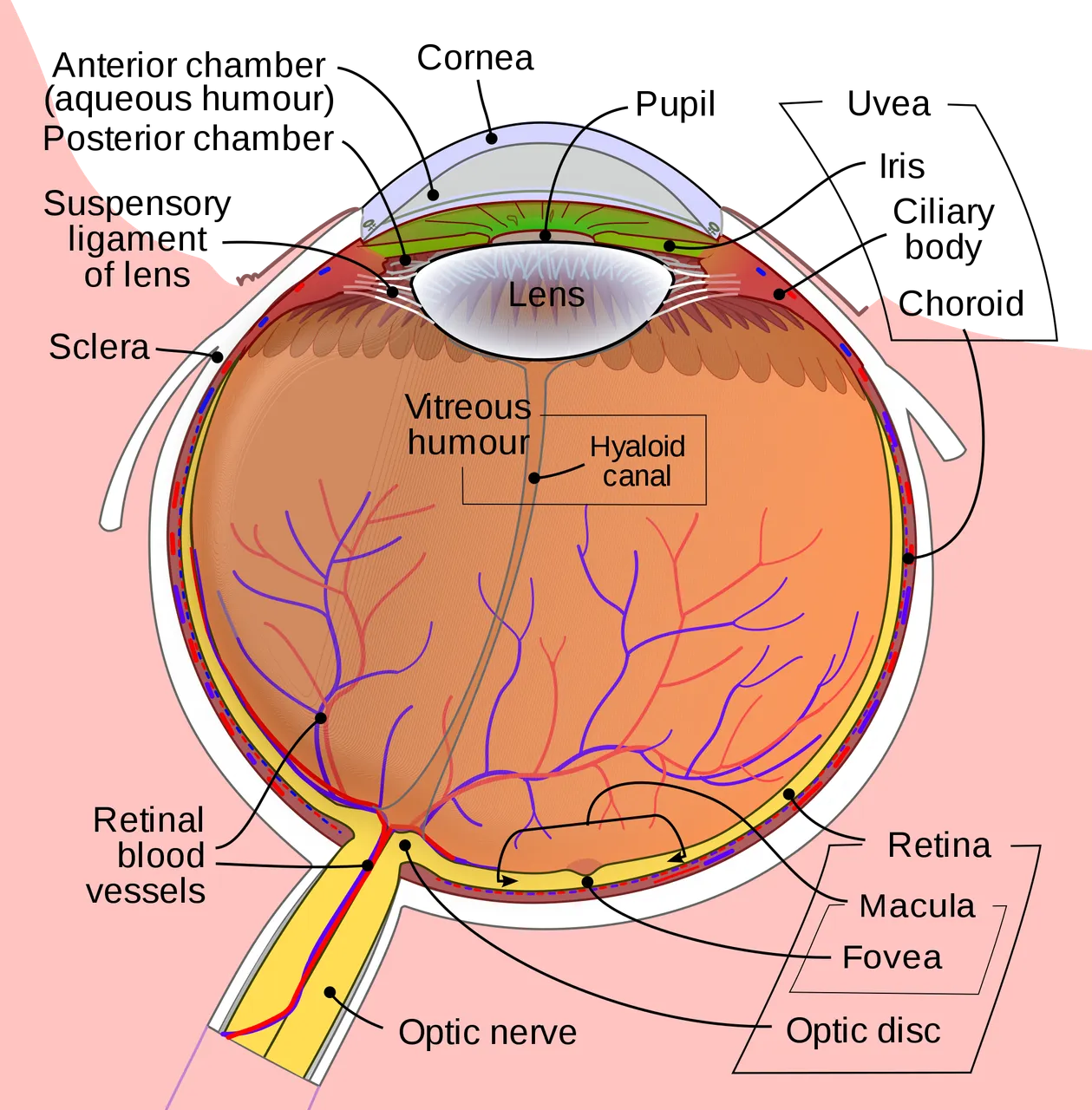 2000px-Schematic_diagram_of_the_human_eye_en.svg.png