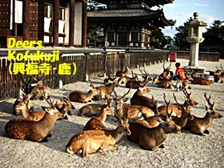 鹿ー興福寺320.jpg