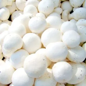 White Button Mushrooms