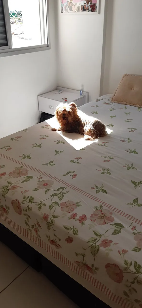Animais tomando sol