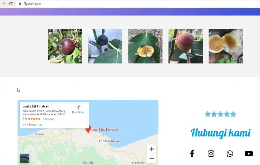 Jual bibit tin aceh, jual bibit tin, tin aceh, figaceh