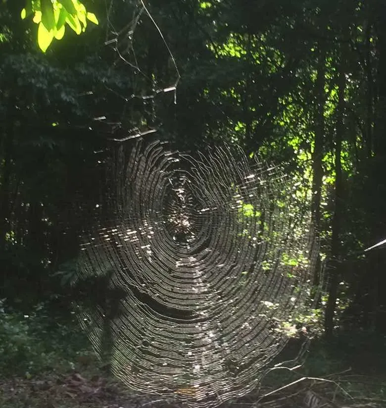 web.jpg