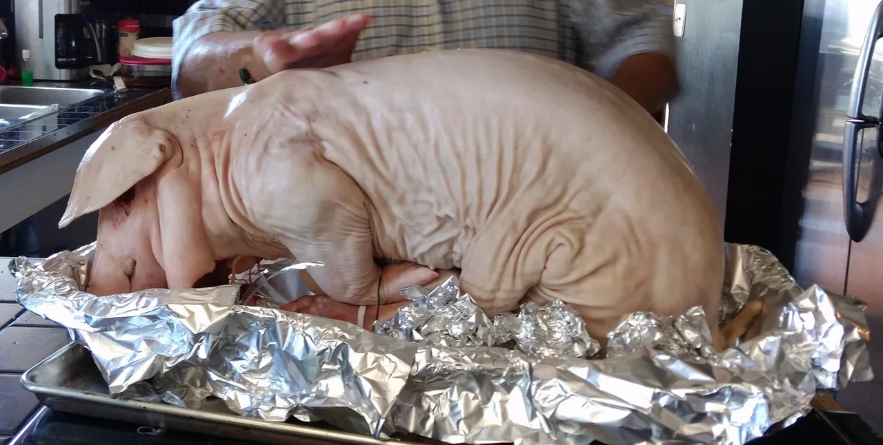 pig.jpg