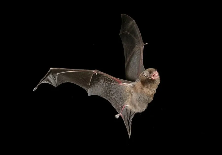 bat.jpg