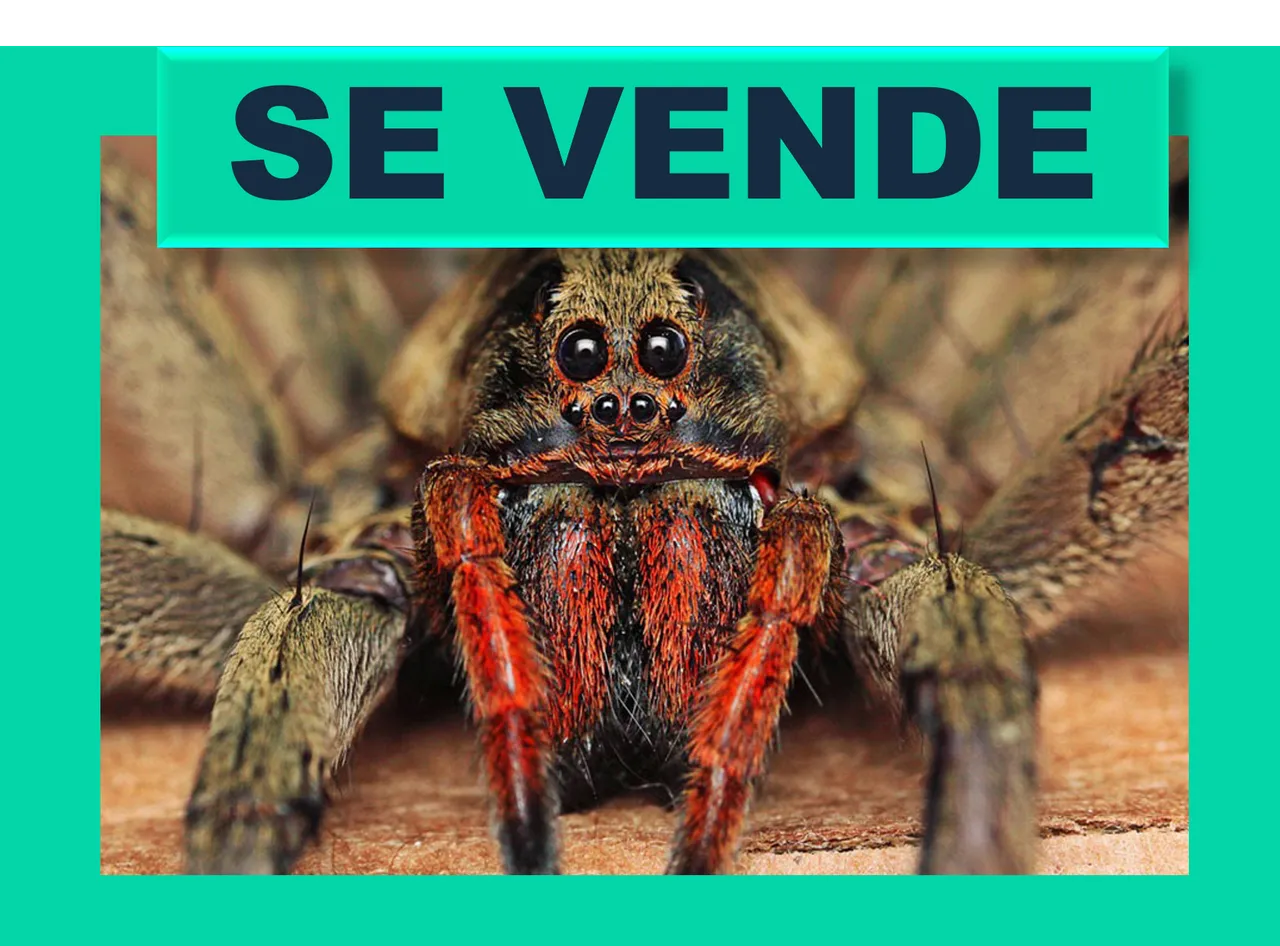 tar.png
