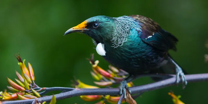tui.jpg