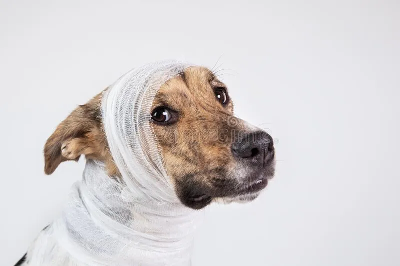 dog.jpg