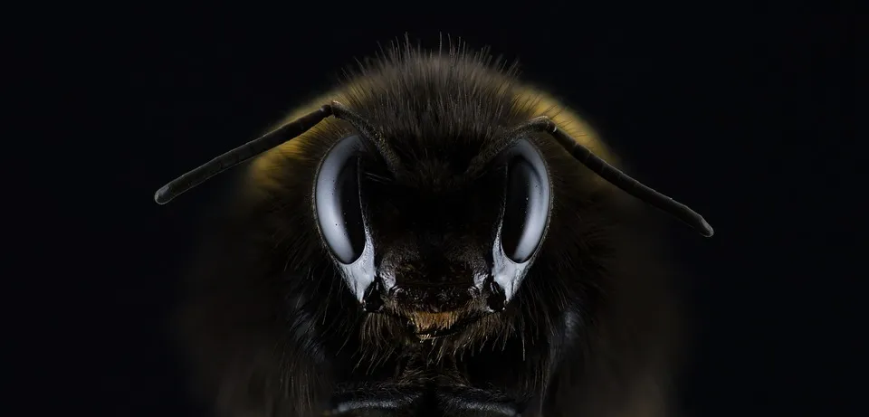 Bee.jpg