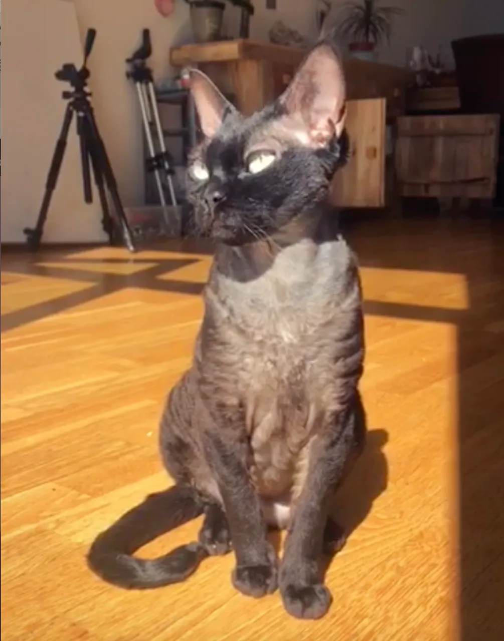 cat.jpg