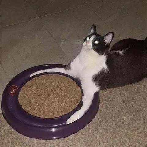 CAT.jpg