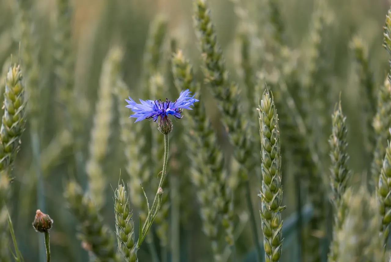 cornflower5294876_1920.jpg