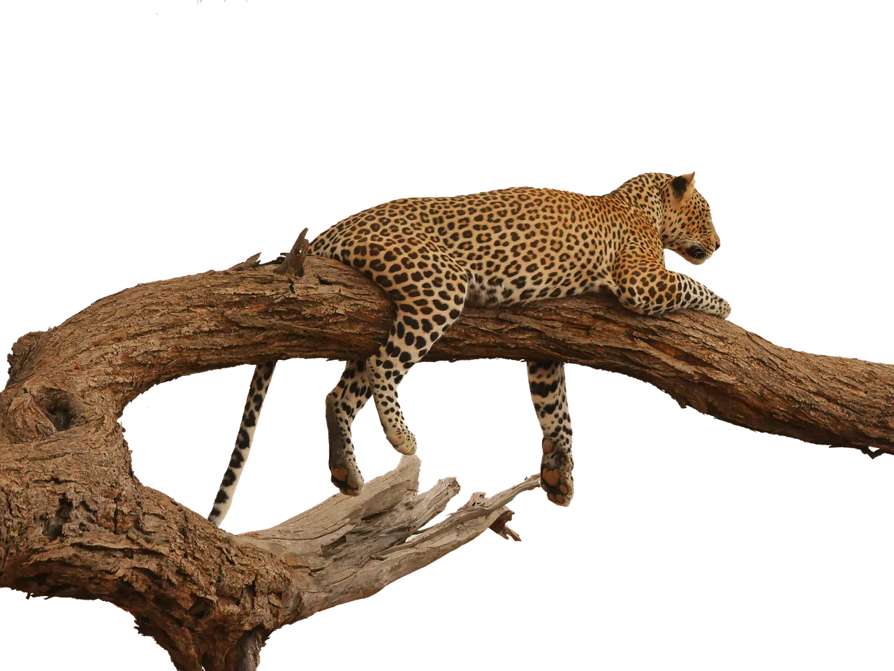 leopard2668681_1280.png