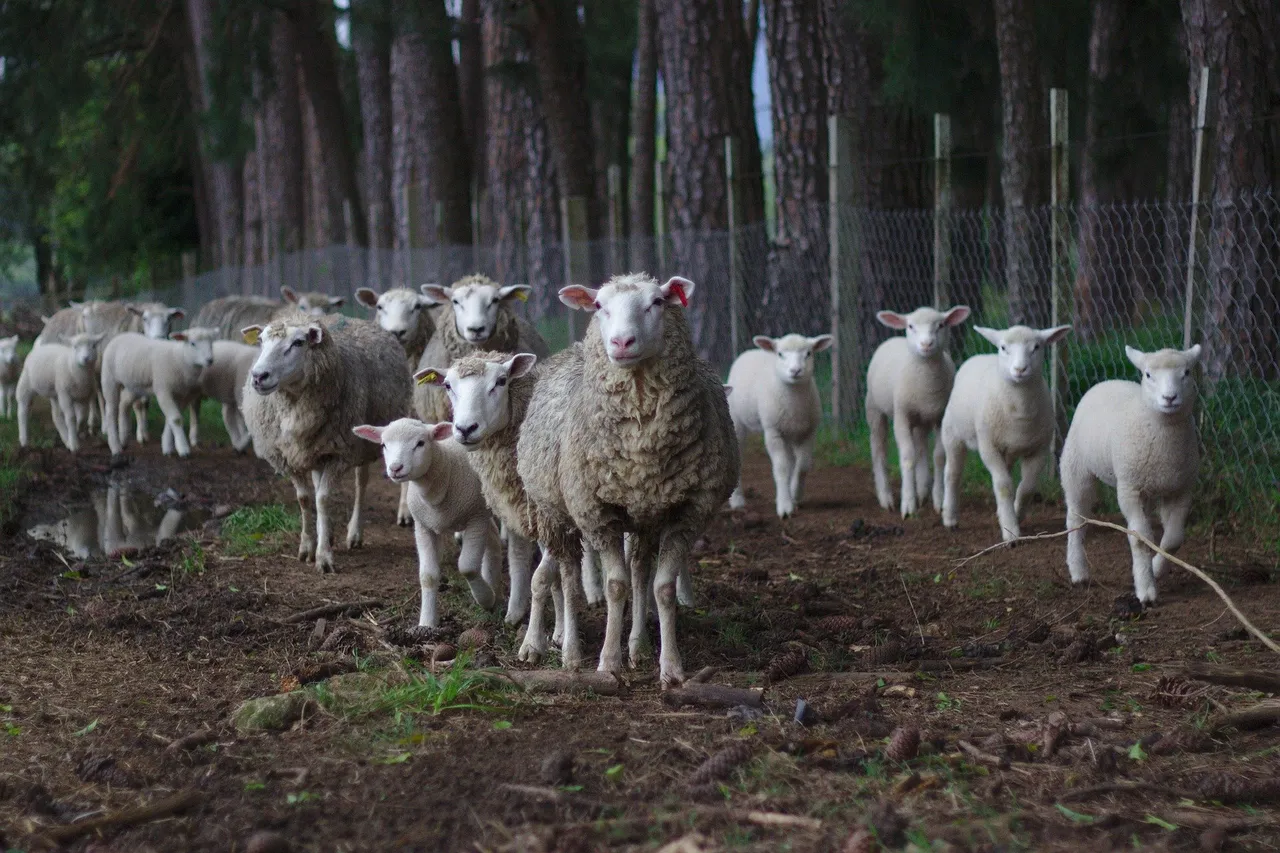 sheep1246204_1920.jpg