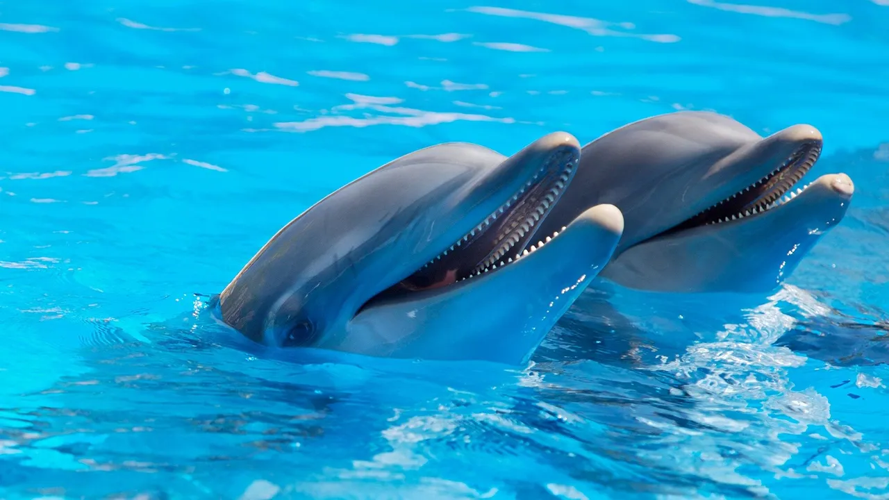 animal1869337_1920.jpg