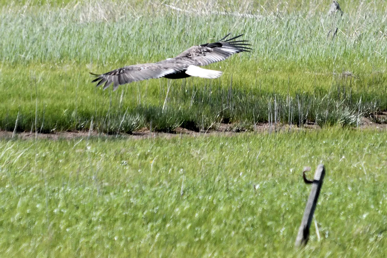 DSC_9914  low flight.jpg