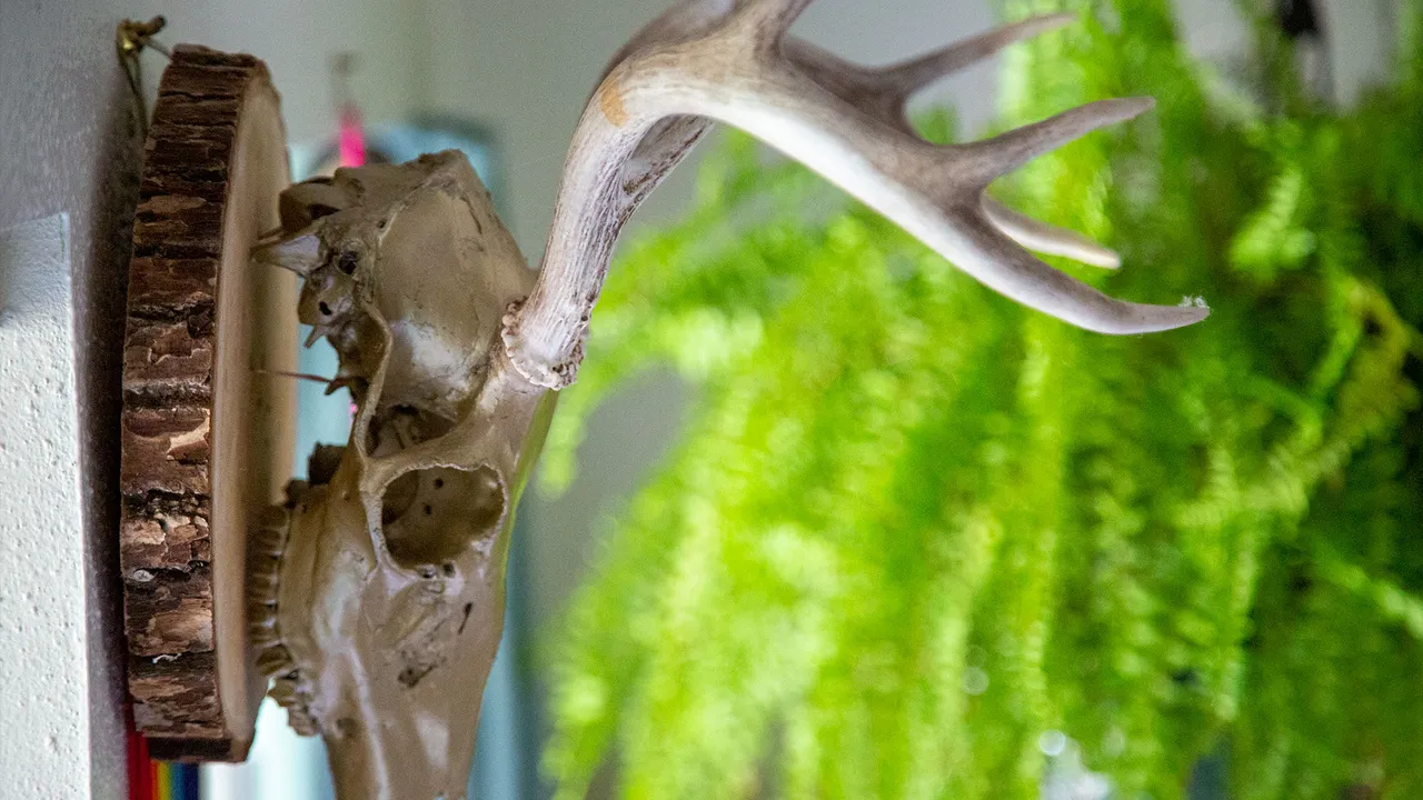 RainbowDeerMount03.jpg