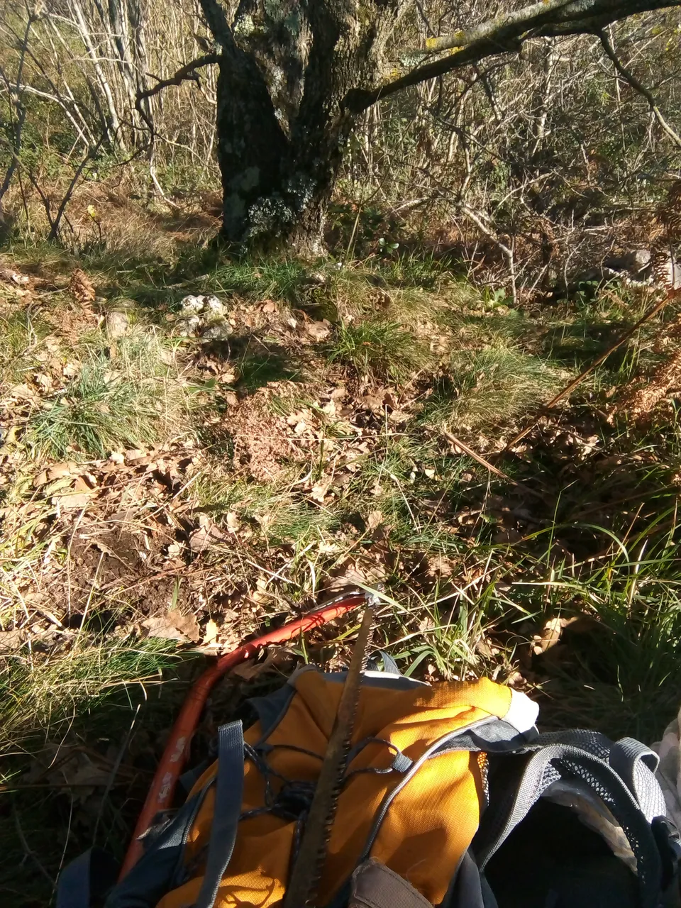 IMG_20201123_131447.jpg