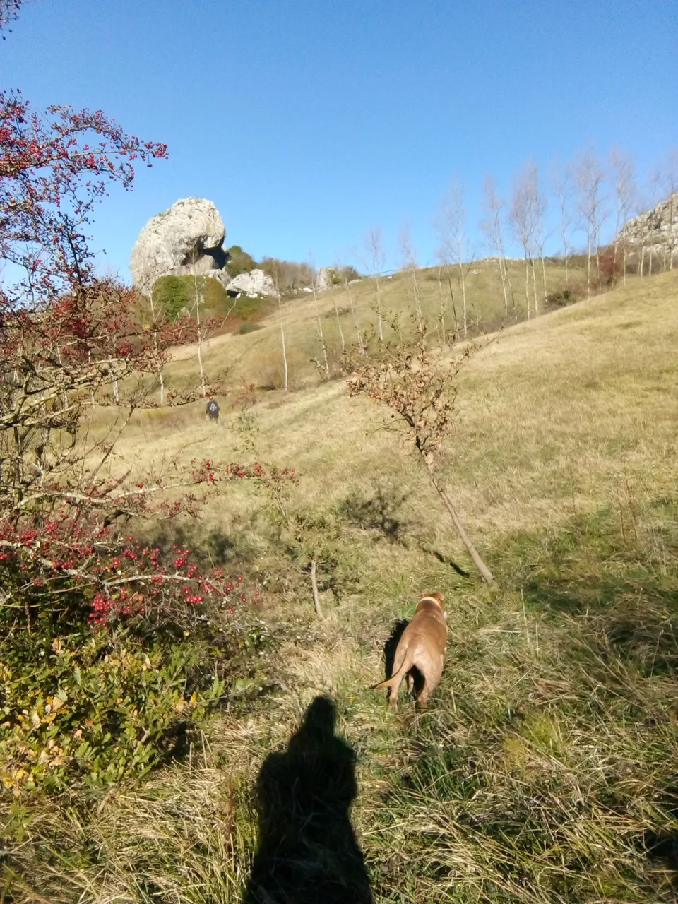 IMG_20201123_120506.jpg