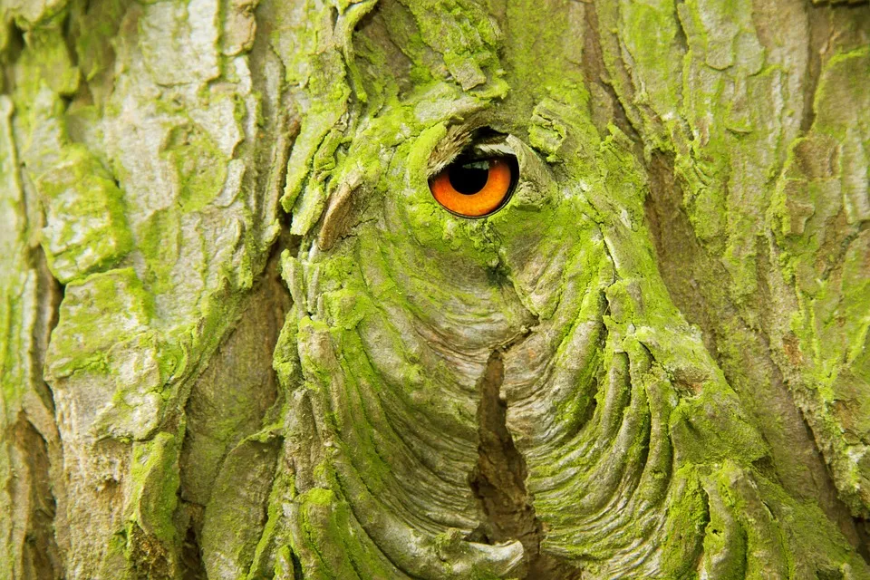 bark76484_960_720.jpg