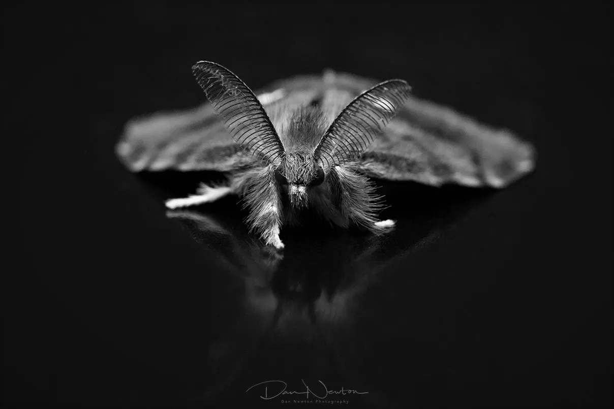 BW Vaporer8665PP bw.jpg