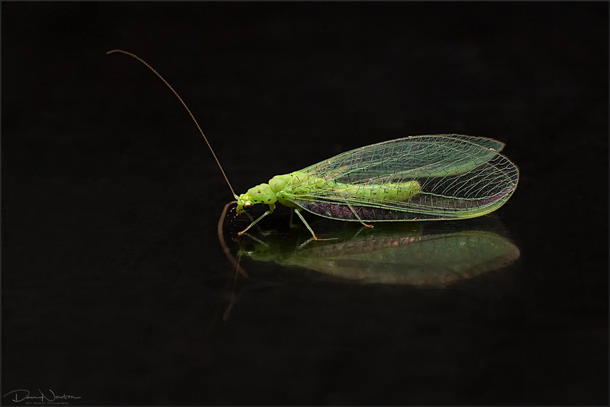 Green Lacewing0029PP.jpg