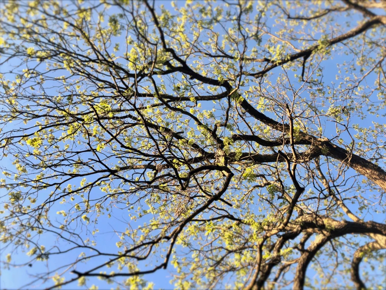 goldenupwardtree.jpeg
