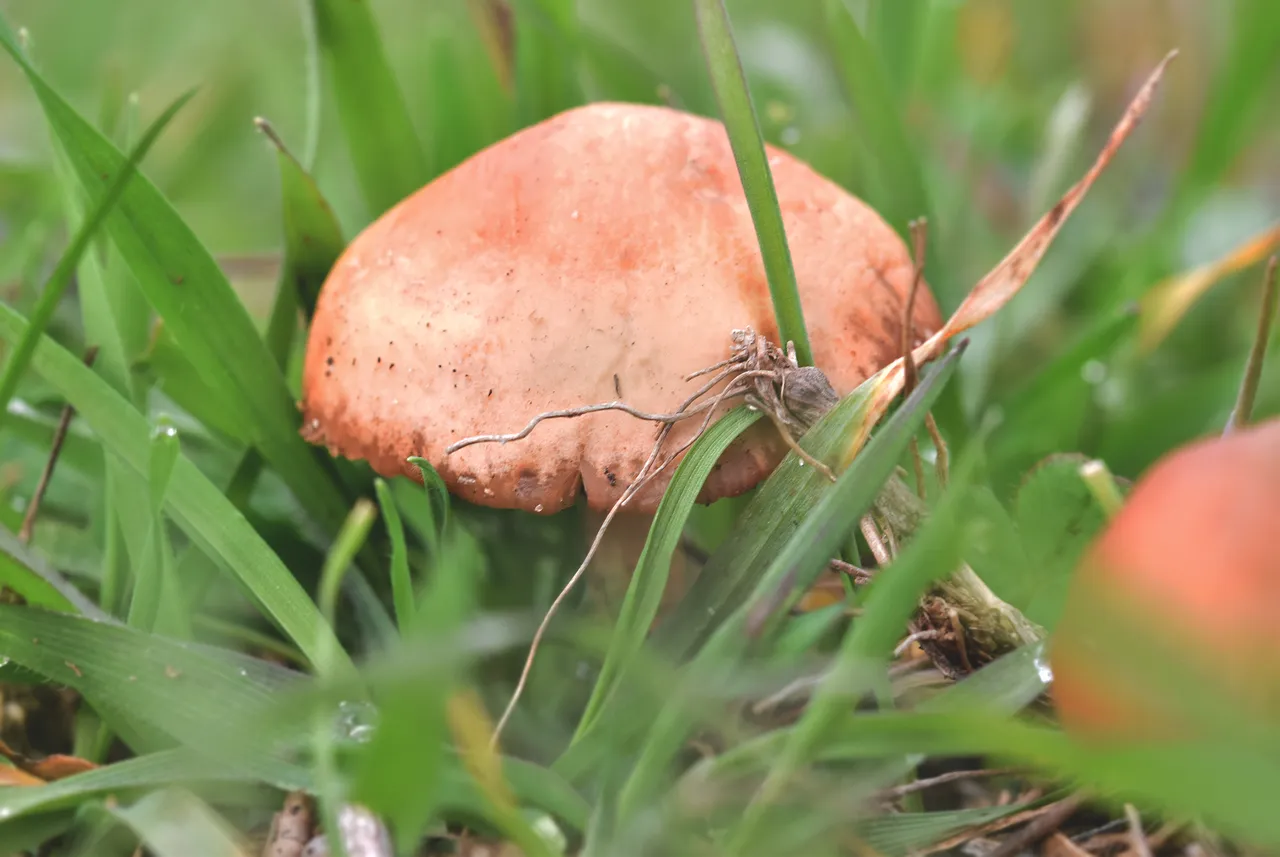small mushrooms grass 2.jpg