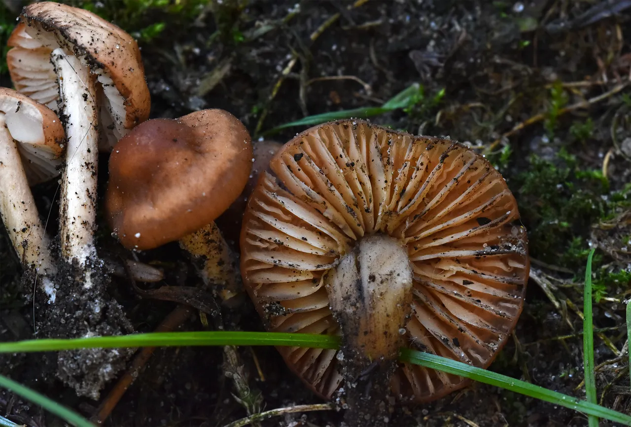 mushrooms garden lawn 2.jpg