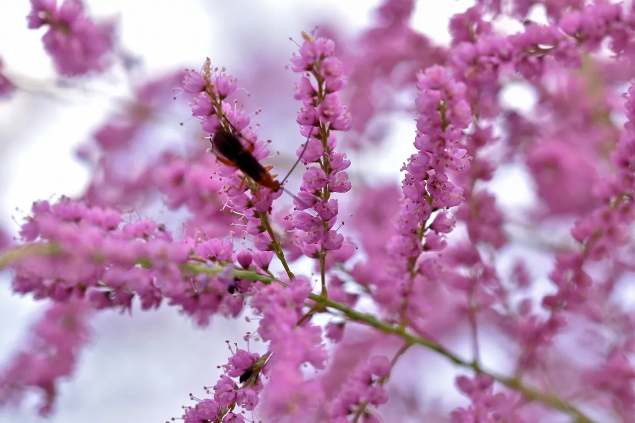 Tamarisk pink flowers 3.jpg