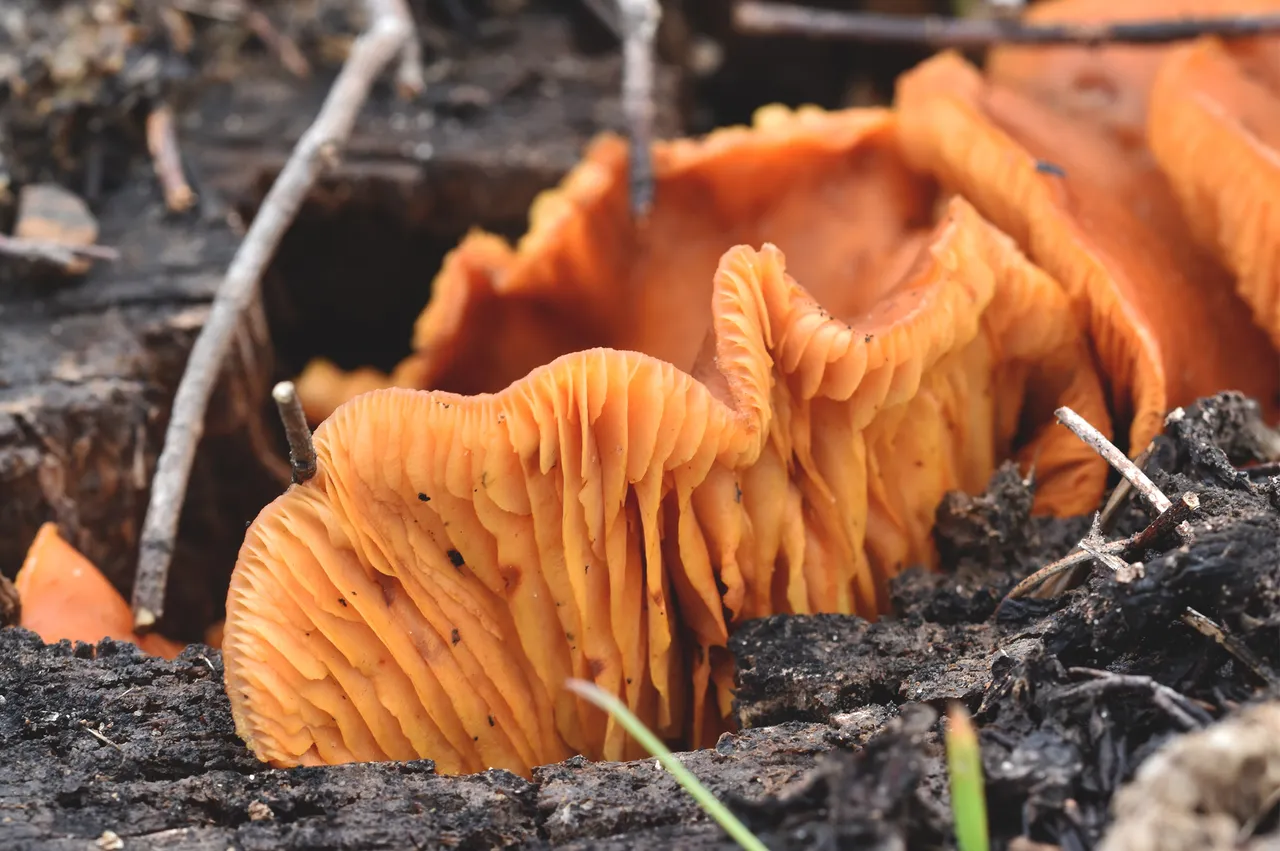 mushroom orange stump 4.jpg