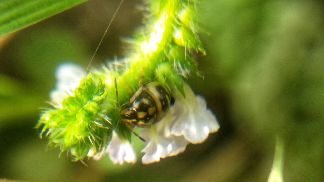 IMG_20200429_17103601.jpeg