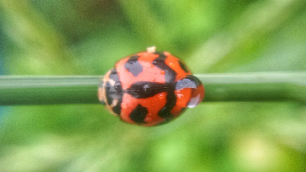 IMG_20200506_06405401.jpeg