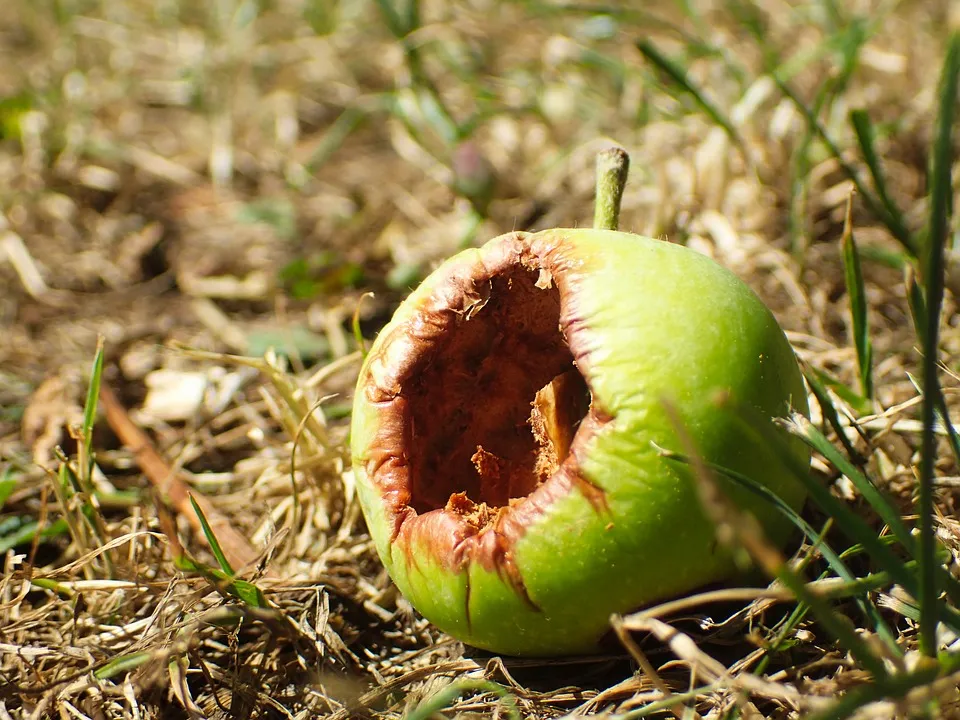 apple3801013_960_720.jpg