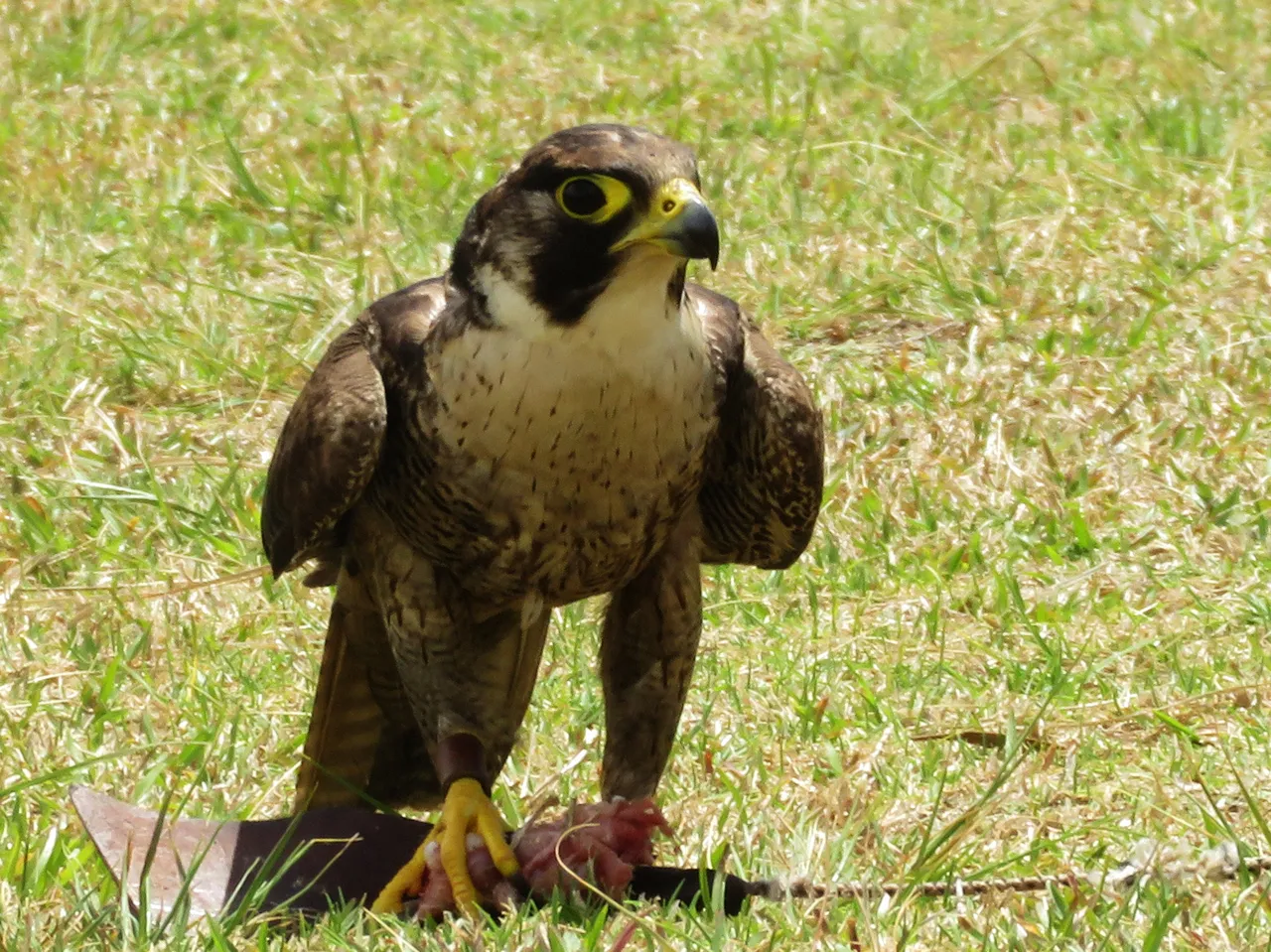 0593PeregrineFalcon.JPG