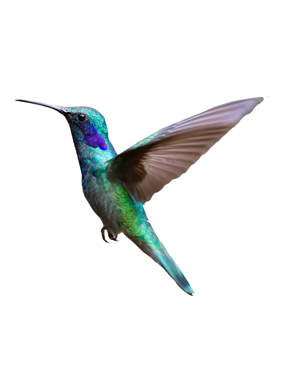 hummingbird_alone.png