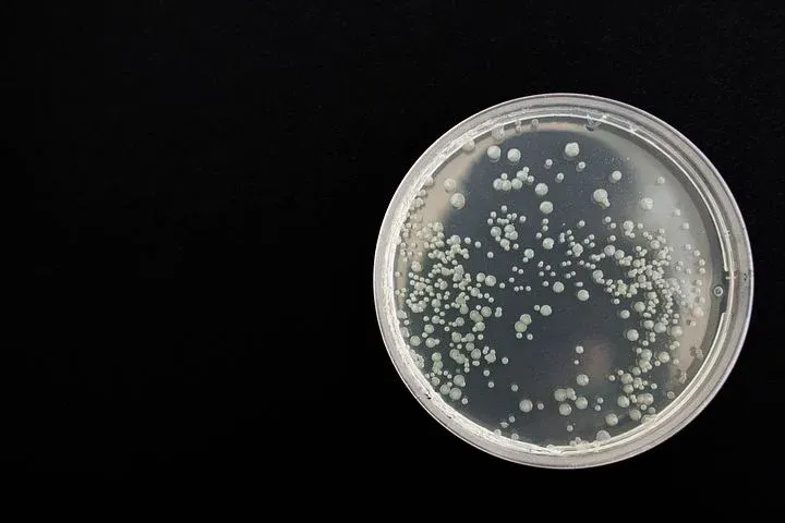 bacteria359956__480.webp