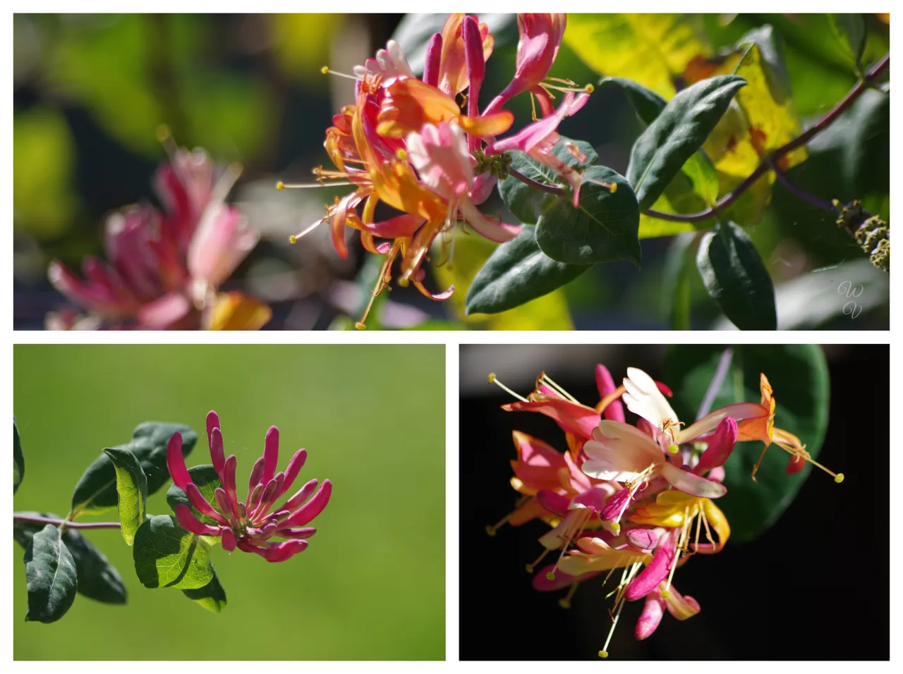 h honeysuckle collage.jpg