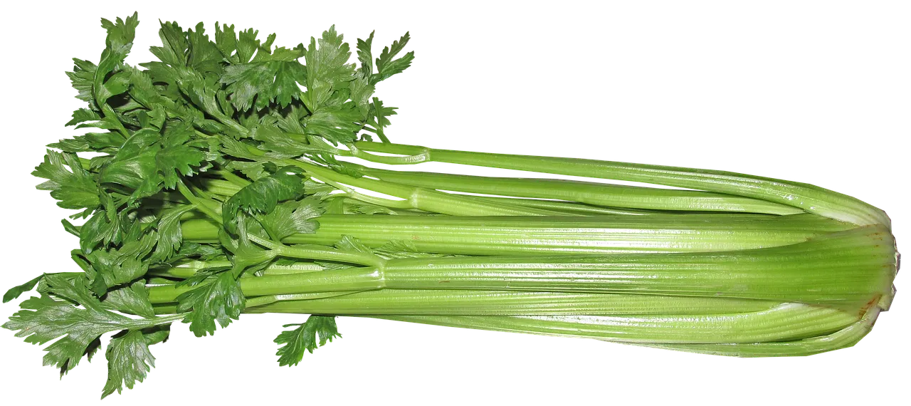 celery3410302_1280.png