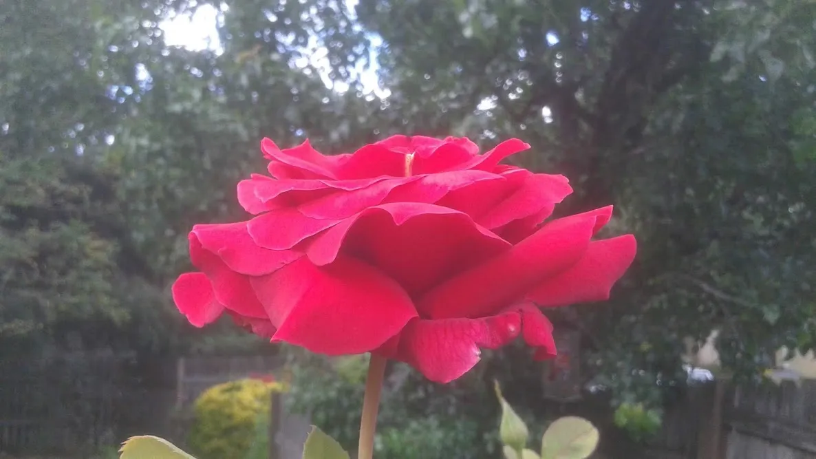 20190621_173233.jpg