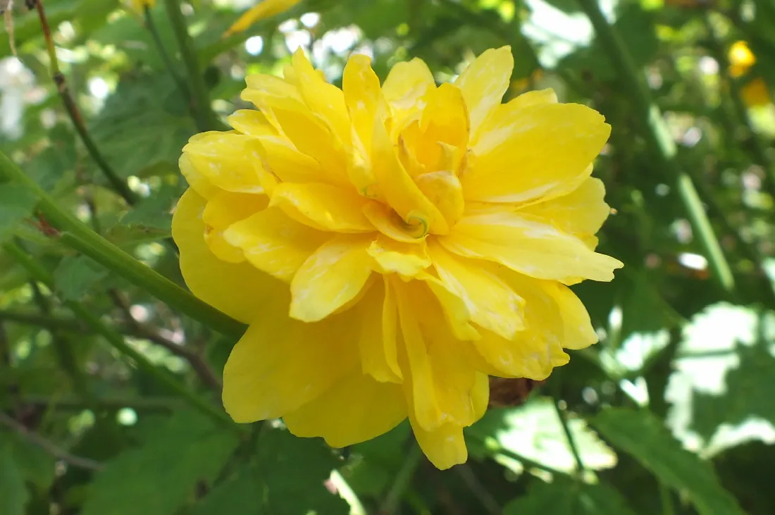 215Yellow140121a.jpg