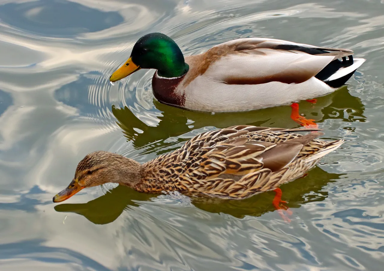 nature4945040_1920.jpg