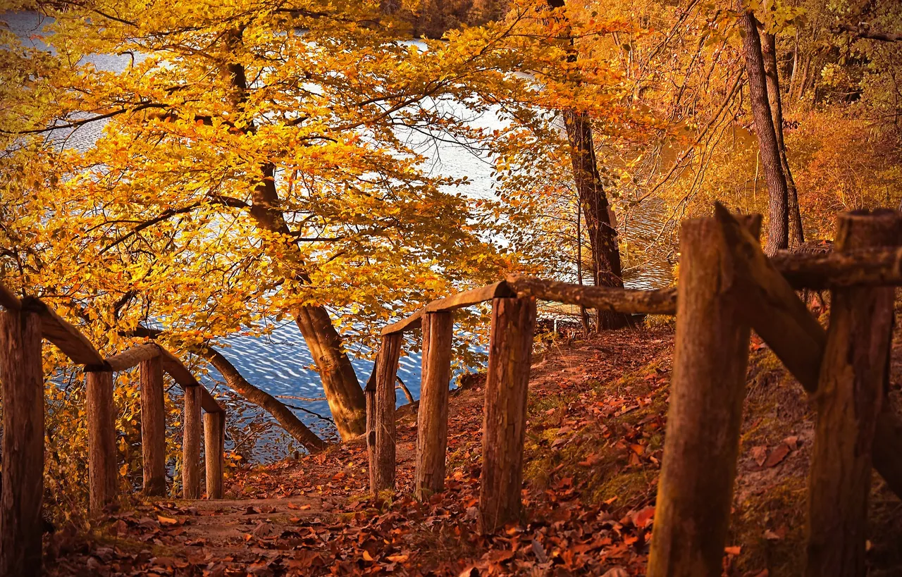 tree4587579_1920.jpg