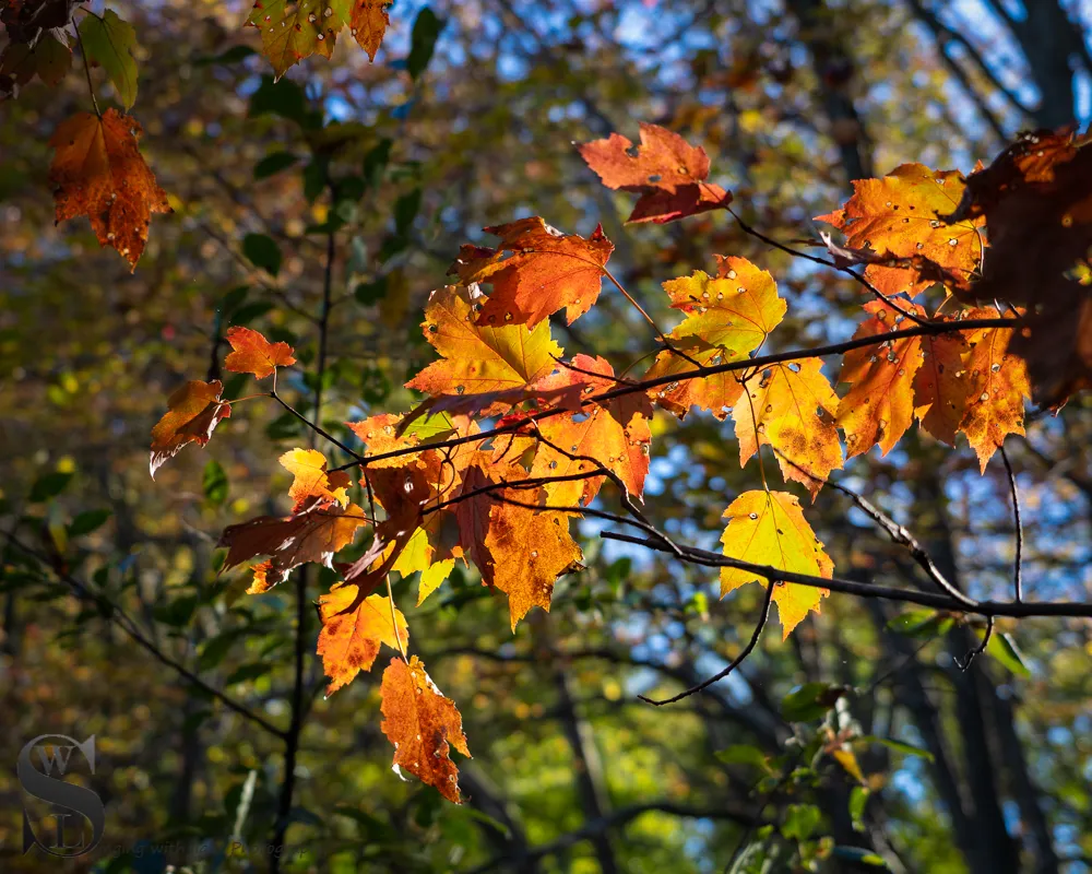 1 1 fall colors.jpg