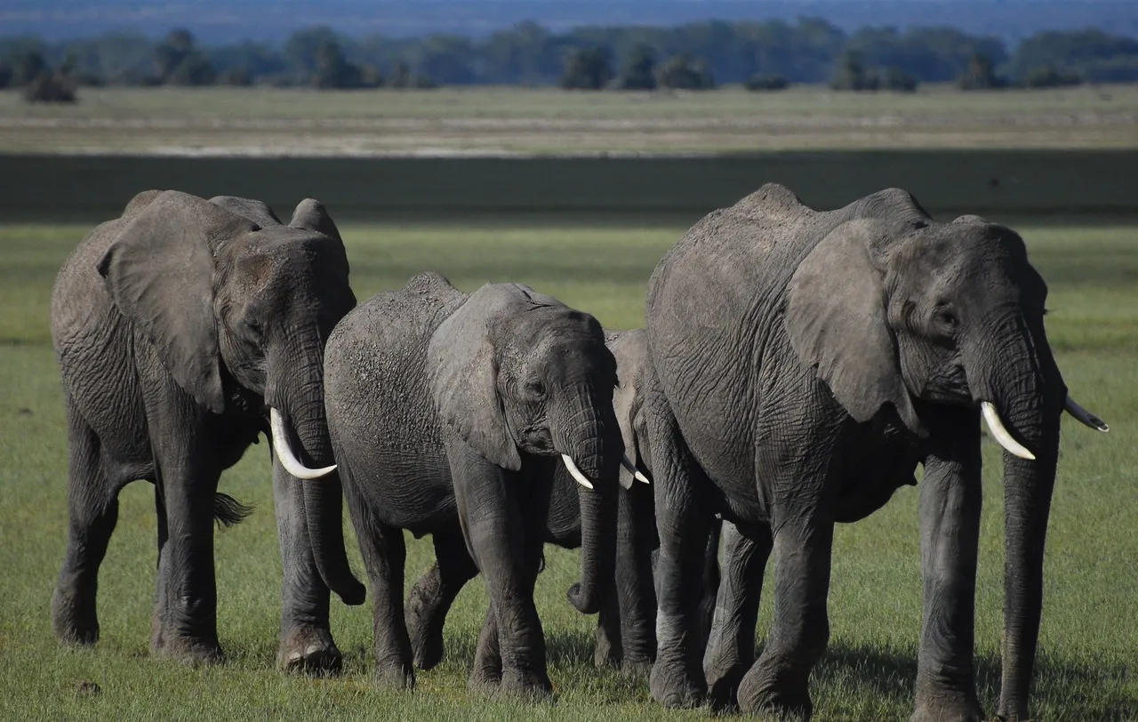 elephants4499210_1920.jpg