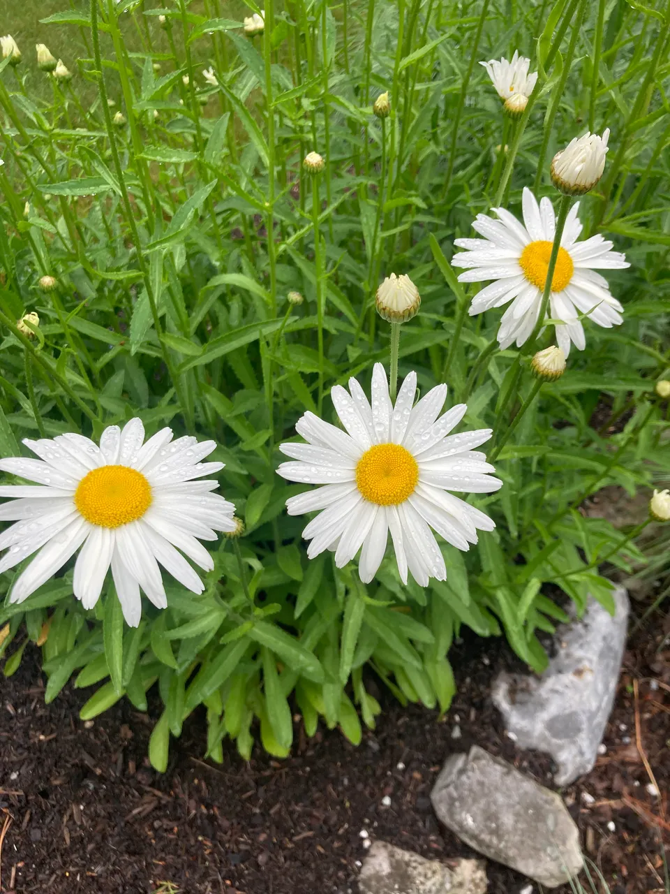 Daisies