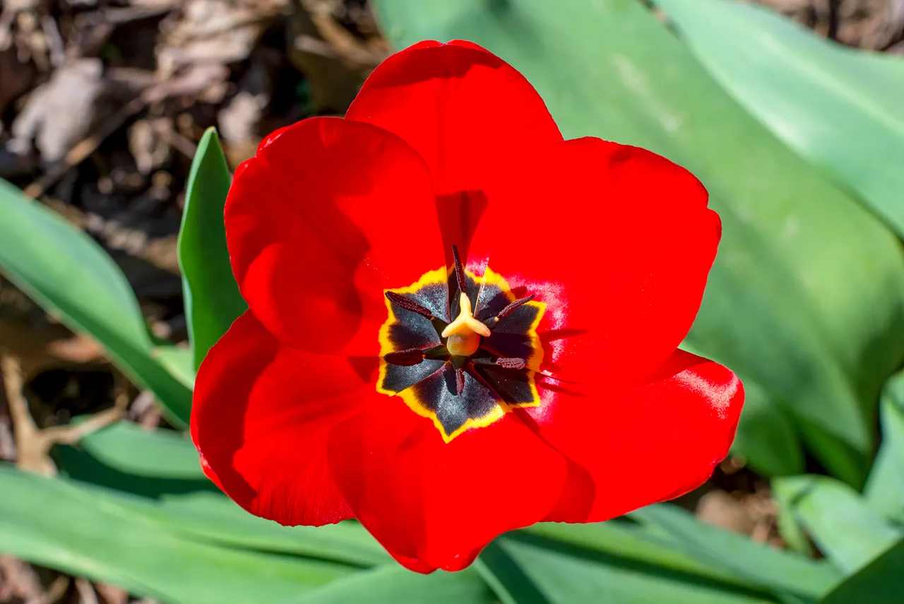 tulip_1.jpg