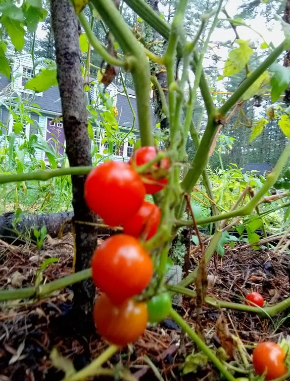 tomatos.jpg