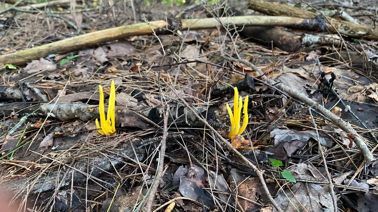 Golden Spindles