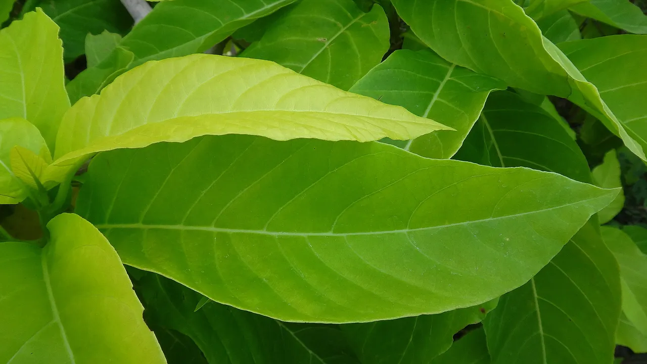leaf_11.jpg